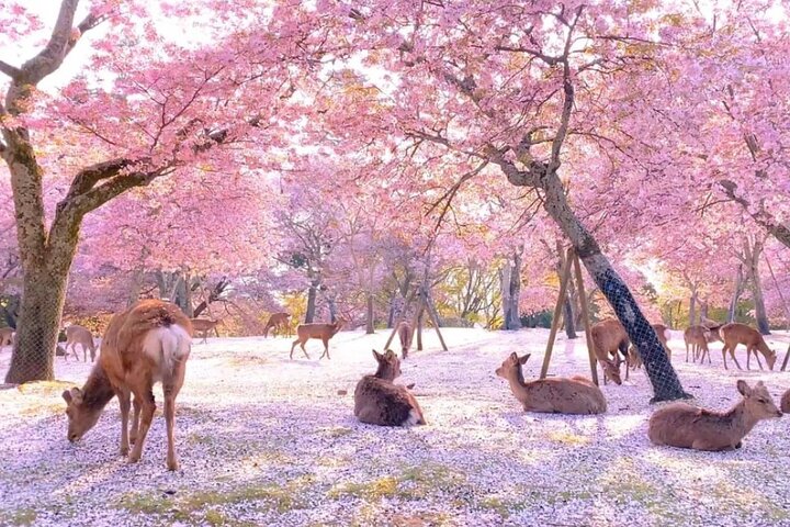 From Kyoto / Osaka: Kyoto Must-see Spots & Nara Park One Day Tour