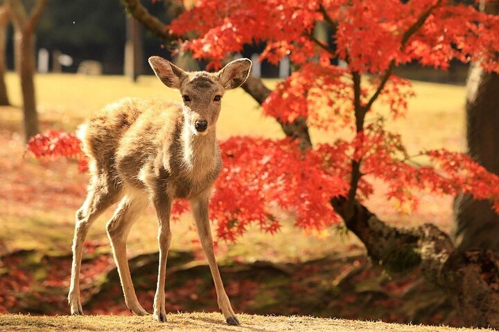 Osaka/Kyoto: Arashiyama, Fushimi Inari & Nara Park Day Trip