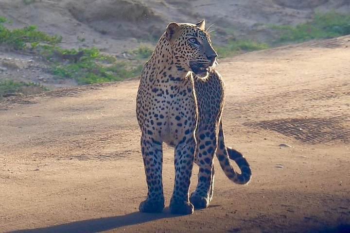 Yala National Park Safari Tours from Hambantota Port