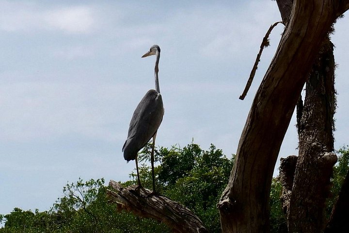 Yala National Park Safari Tours from Hambantota Port
