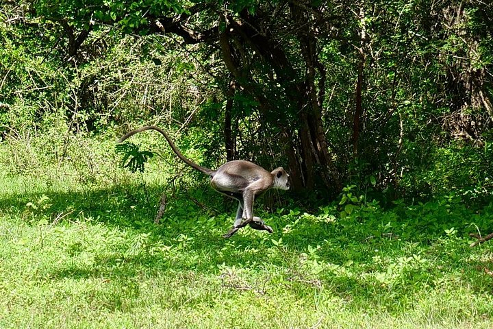 Yala National Park Safari Tours from Hambantota Port