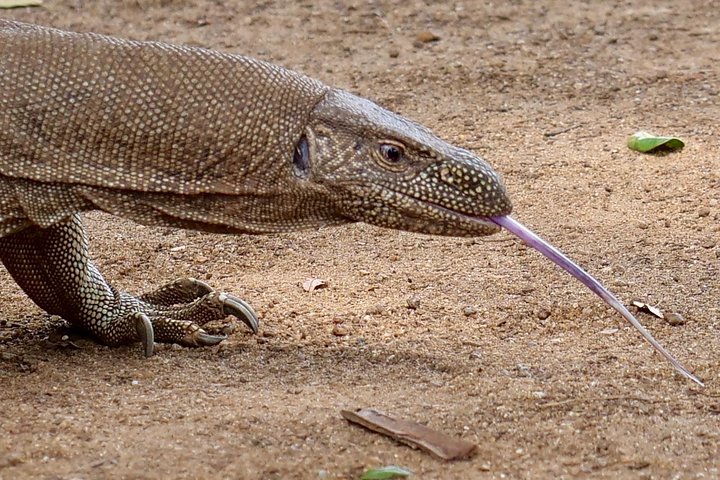 Yala National Park Safari Tours from Hambantota Port