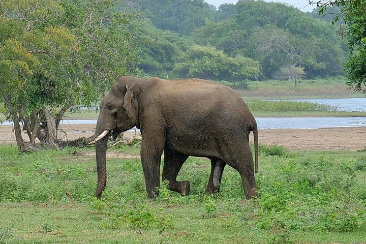Yala National Park Safari Tours from Hambantota Port