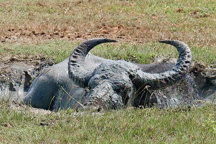 Yala National Park Safari Tours from Hambantota Port