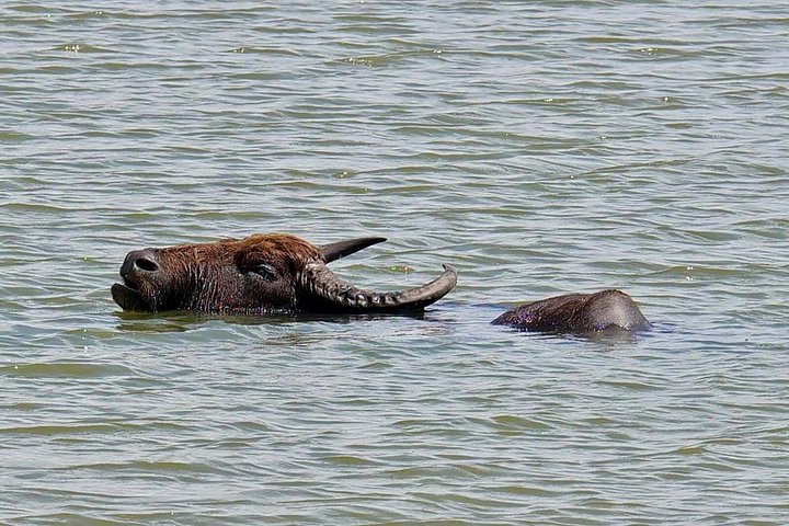 Yala National Park Safari Tours from Hambantota Port
