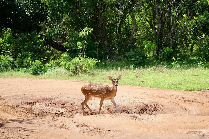 Yala National Park Safari Tours from Hambantota Port