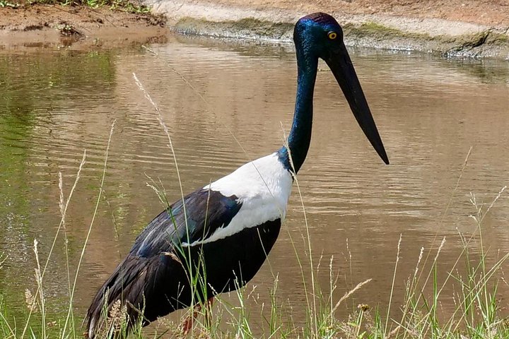 Yala National Park Safari Tours from Hambantota Port