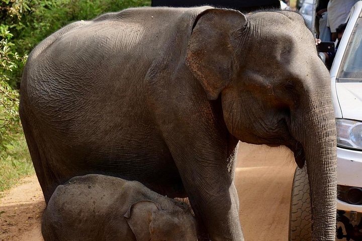 Yala National Park Safari Tours from Hambantota Port