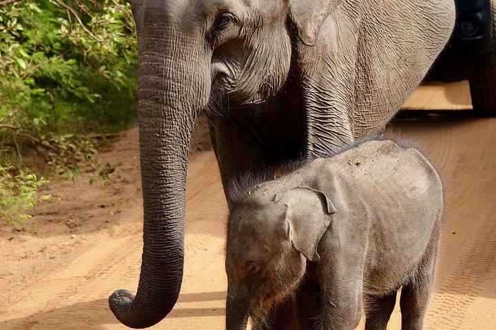 Yala National Park Safari Tours from Hambantota Port