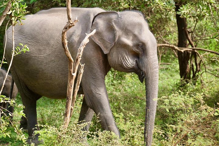 Yala National Park Safari Tours from Hambantota Port
