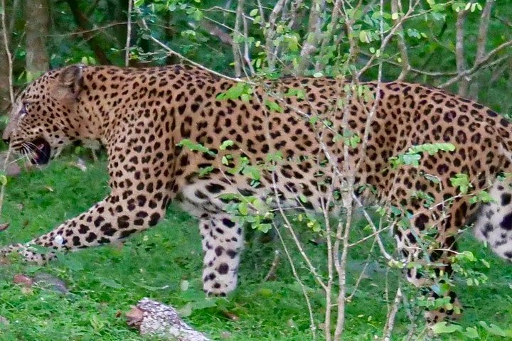 Yala National Park Safari Tours from Hambantota Port