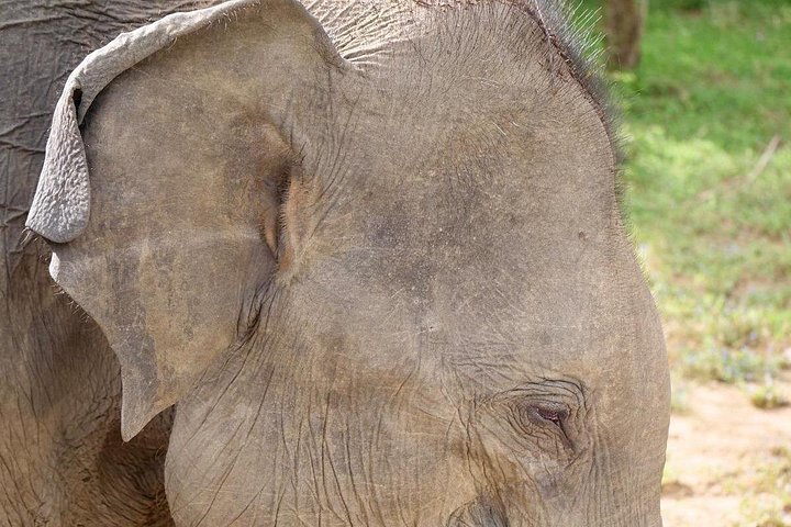 Yala National Park Safari Tours from Hambantota Port