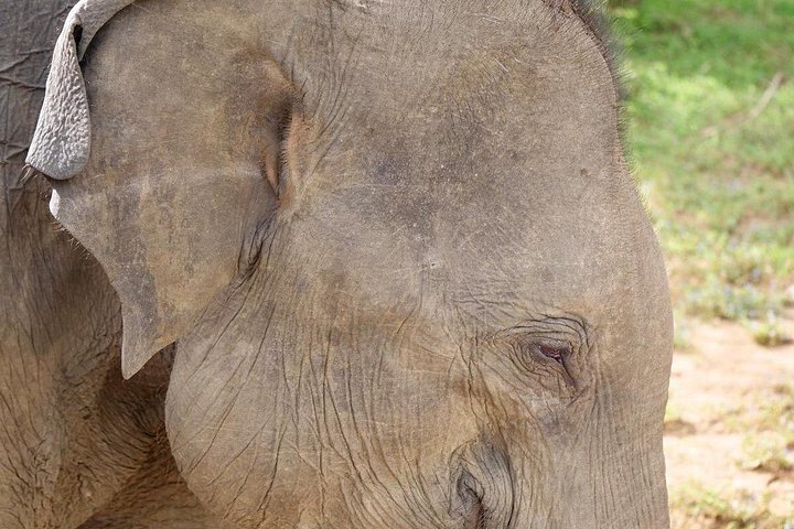 Yala National Park Safari Tours from Hambantota Port