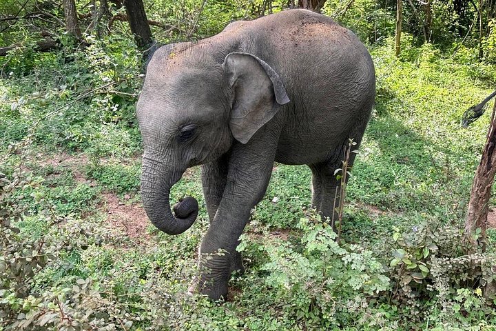 Yala National Park Safari Tours from Hambantota Port