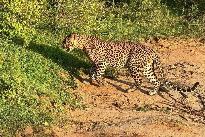 Yala National Park Safari Tours from Hambantota Port