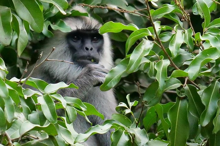 Yala National Park Safari Tours from Hambantota Port