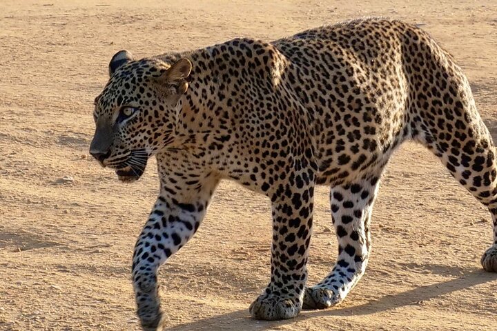 Yala National Park Special Leopard Safari Tours By Dinuka Safari