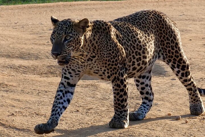 Yala National Park Special Leopard Safari Tours By Dinuka Safari