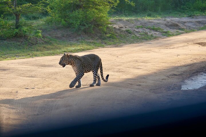 Yala National Park Special Leopard Safari Tours By Dinuka Safari
