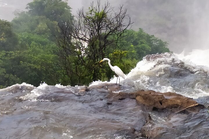 Private Iguazu Falls Tour: Brazil & Argentina in one VIP Day