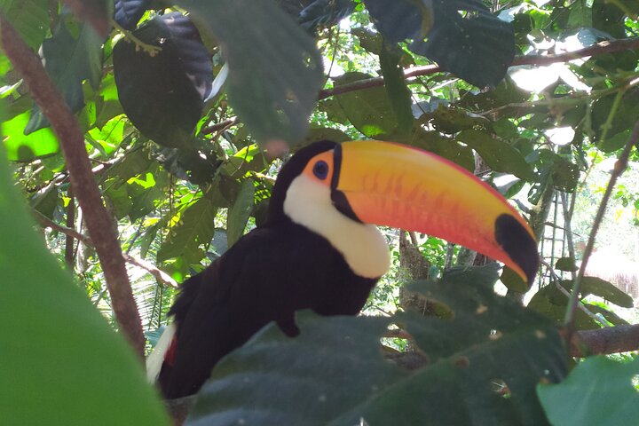 Private Iguazu Falls Tour: Brazil & Argentina in one VIP Day