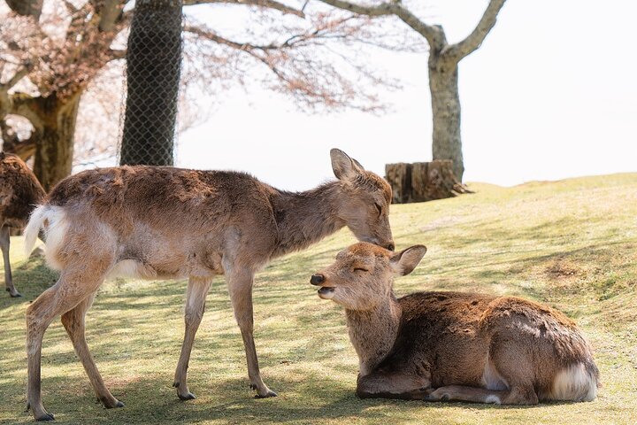 From Kyoto / Osaka: Kyoto Must-see Spots & Nara Park One Day Tour