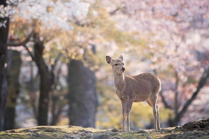 From Kyoto / Osaka: Kyoto Must-see Spots & Nara Park One Day Tour
