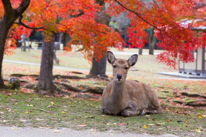 From Kyoto / Osaka: Kyoto Must-see Spots & Nara Park One Day Tour