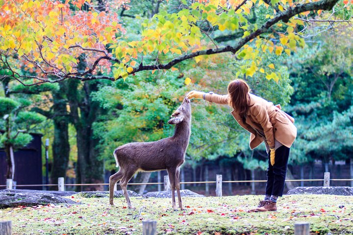 From Kyoto / Osaka: Kyoto Must-see Spots & Nara Park One Day Tour