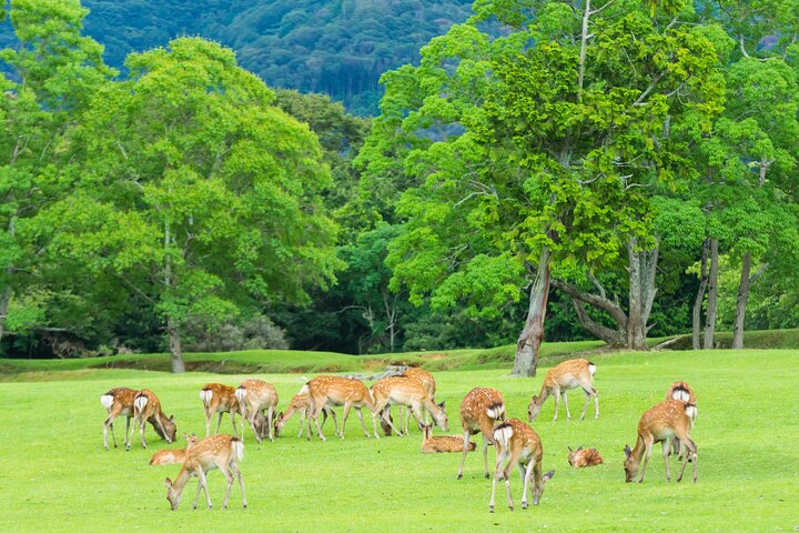 From Kyoto / Osaka: Kyoto Must-see Spots & Nara Park One Day Tour