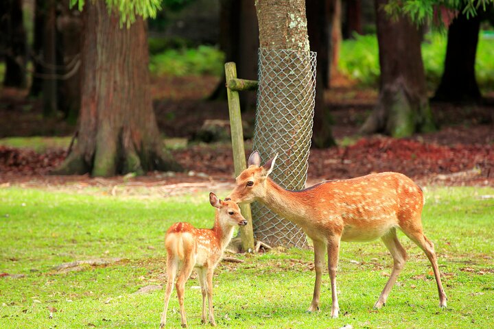 From Kyoto / Osaka: Kyoto Must-see Spots & Nara Park One Day Tour