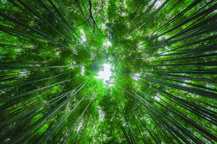 From Kyoto / Osaka: Kyoto Must-see Spots & Nara Park One Day Tour