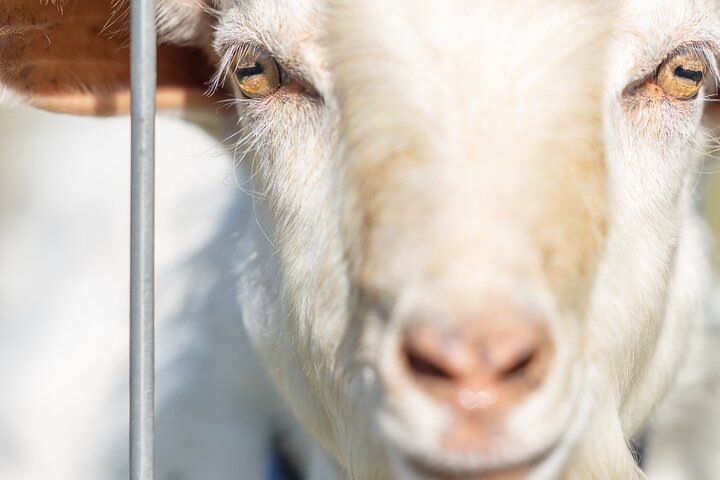 Llama/Alpaca Hike and Farm Tour