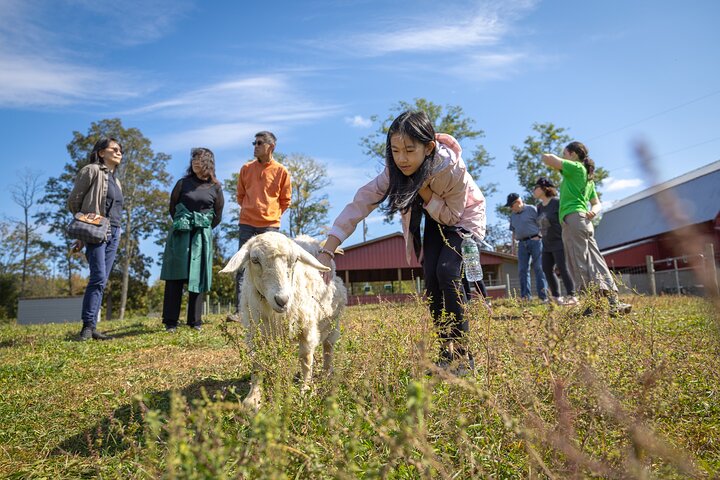 Llama/Alpaca Hike and Farm Tour