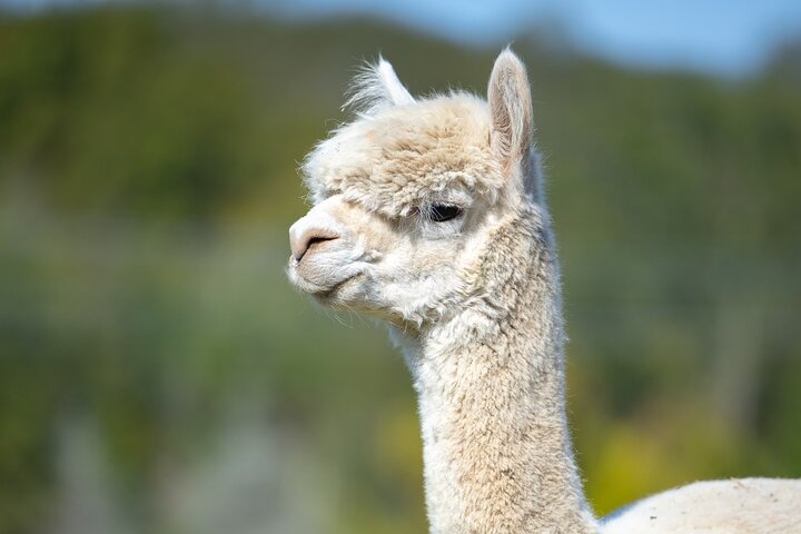 Llama/Alpaca Hike and Farm Tour
