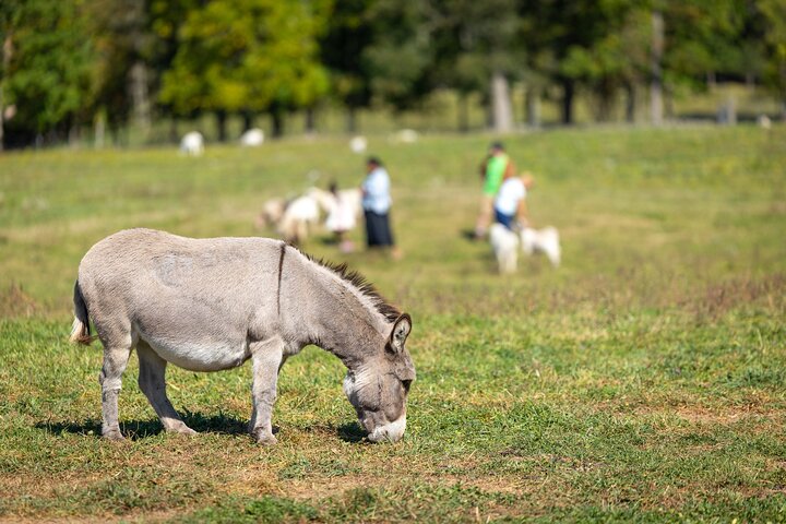 Llama/Alpaca Hike and Farm Tour