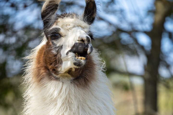 Llama/Alpaca Hike and Farm Tour