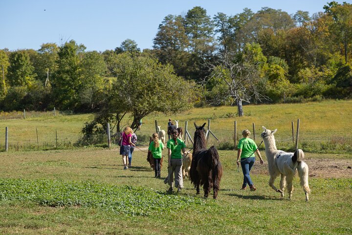 Llama/Alpaca Hike and Farm Tour