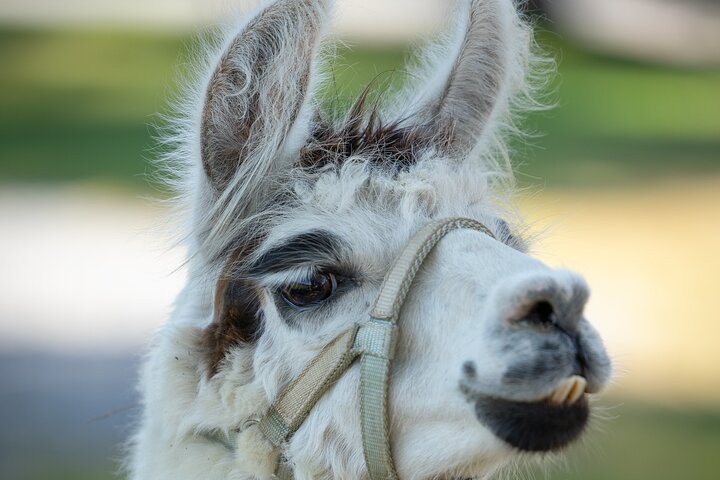 Llama/Alpaca Hike and Farm Tour
