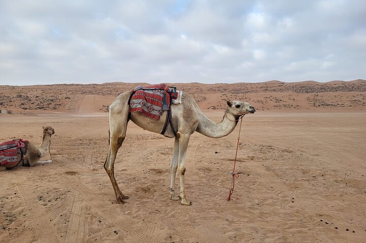 Private Safari tour and Wadi in 4x4 with a local guide