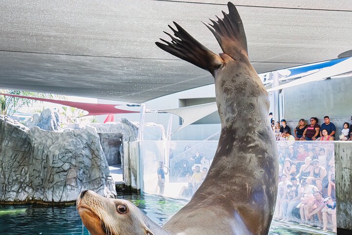 Skip the Ticketing Line: Aquarium of the Pacific General Admission Ticket
