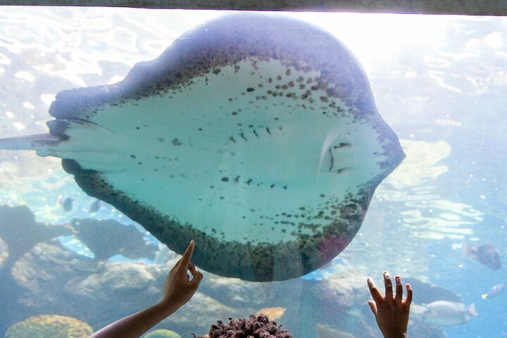 Skip the Ticketing Line: Aquarium of the Pacific General Admission Ticket