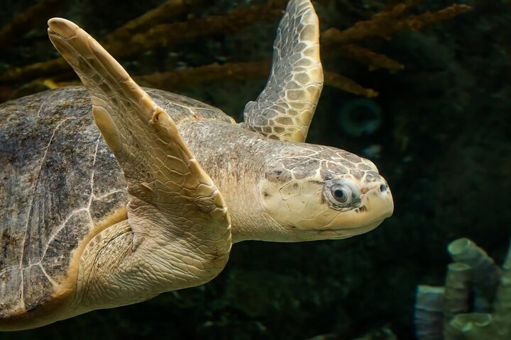 Skip the Ticketing Line: Aquarium of the Pacific General Admission Ticket
