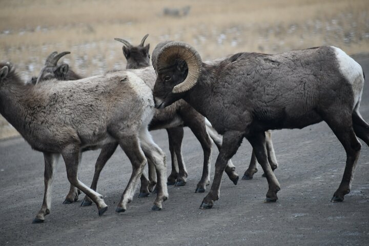 Private Guided Tour in Yellowstone National Park