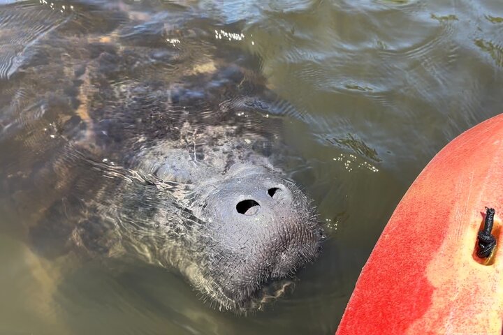 Manatee Discovery Anna Maria Island