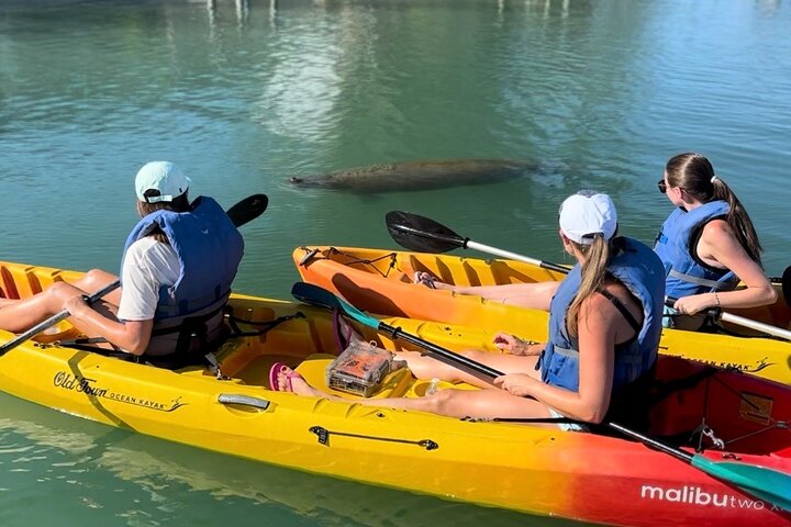 Manatee Discovery Anna Maria Island