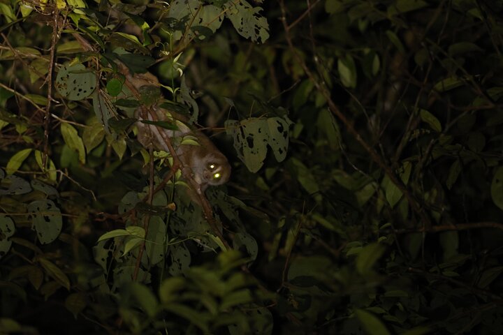 Kubah's Nocturnal Wonders Nighttime Frog Safari