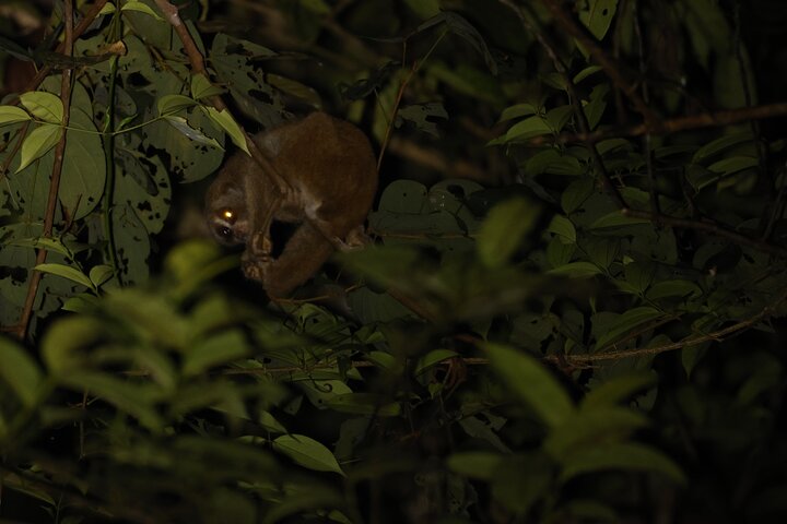 Kubah's Nocturnal Wonders Nighttime Frog Safari
