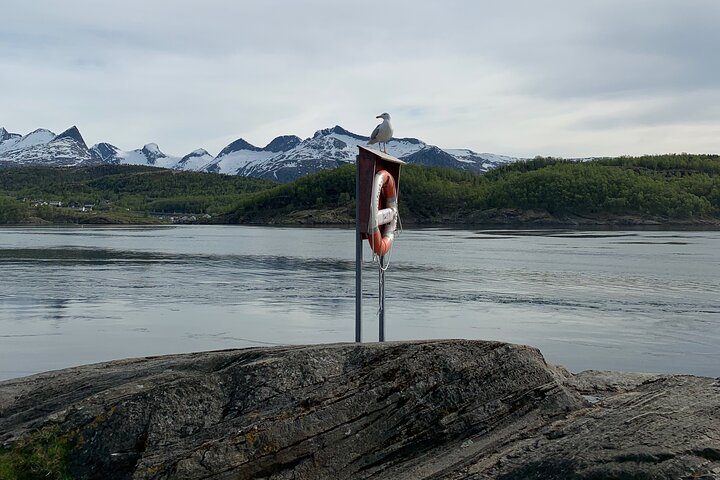 Magical Saltstraumen Tour