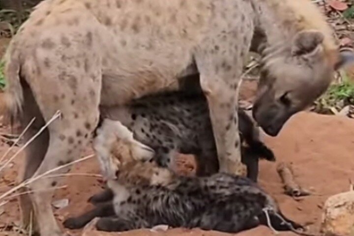 Kilimahewa safari full and real wild
